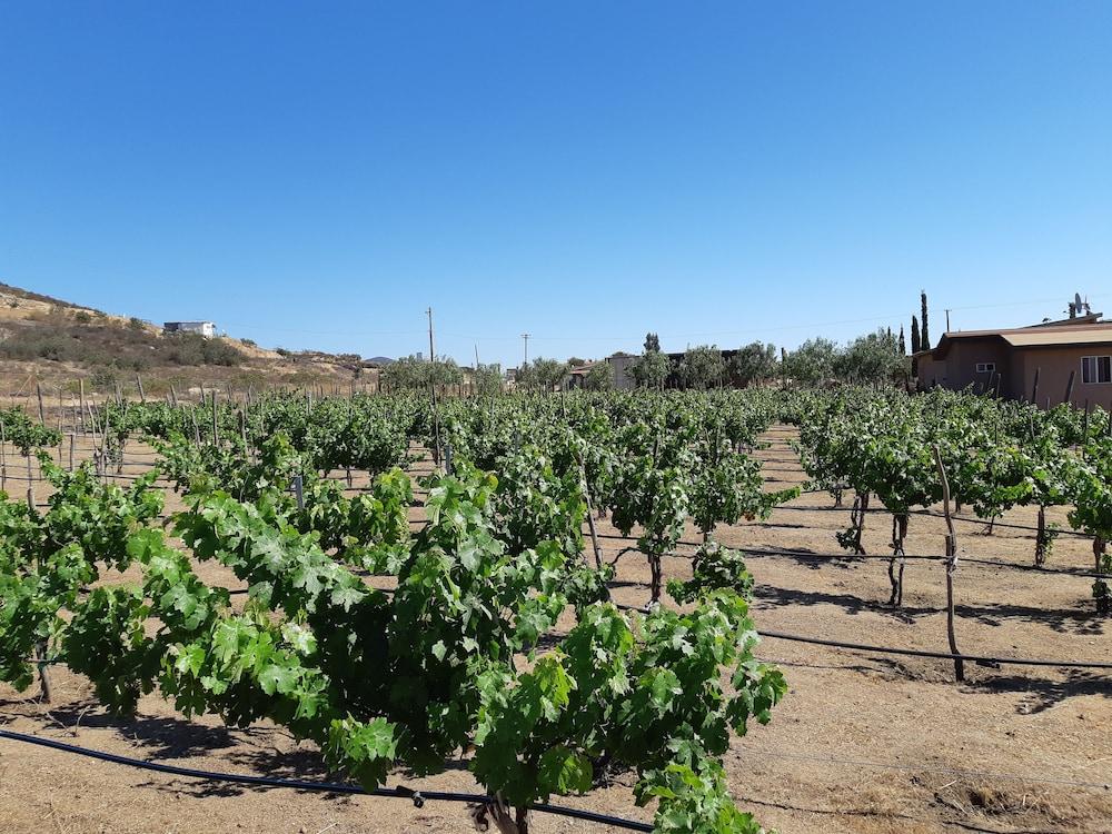 Hotel Meson Del Vino Valle de Guadalupe Kültér fotó